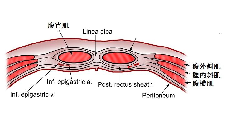 吃雄性激素后变成这样了怎么办啊女生
