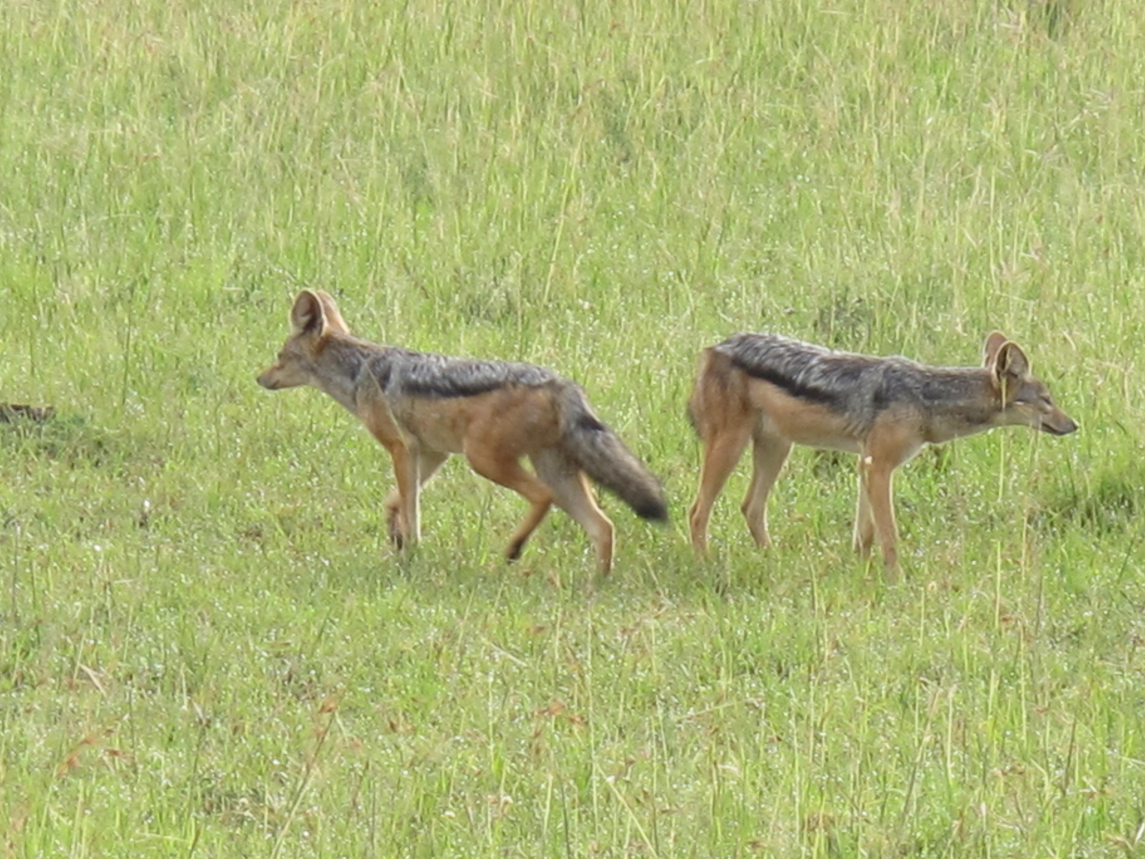 到非洲旅行带 8 岁小朋友同行有哪些需要注意的事项?