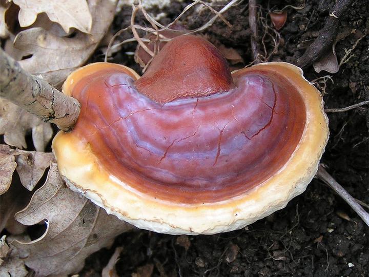 【地球生物全系列——从单细胞到人类】伞菌纲—多孔菌目(非褶菌目) - 知乎