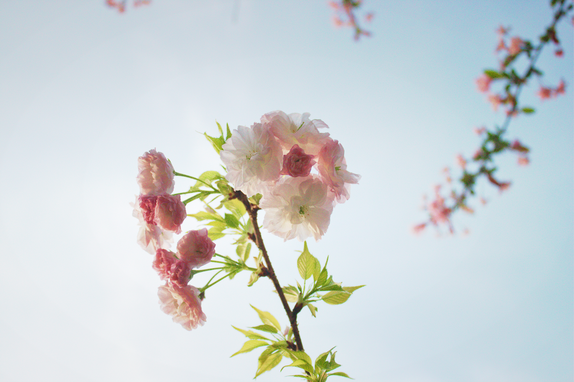 有哪些好看的ipad壁纸