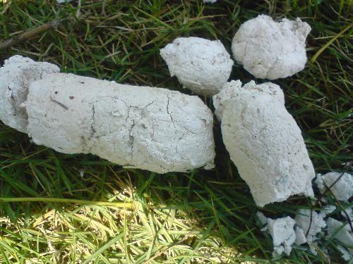 为何狗屎是白色的