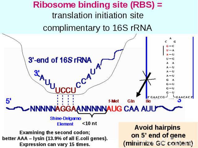 为什么 RNA 双链很稳定，但是生物体内 RNA 都是单链的呢？ - 知乎