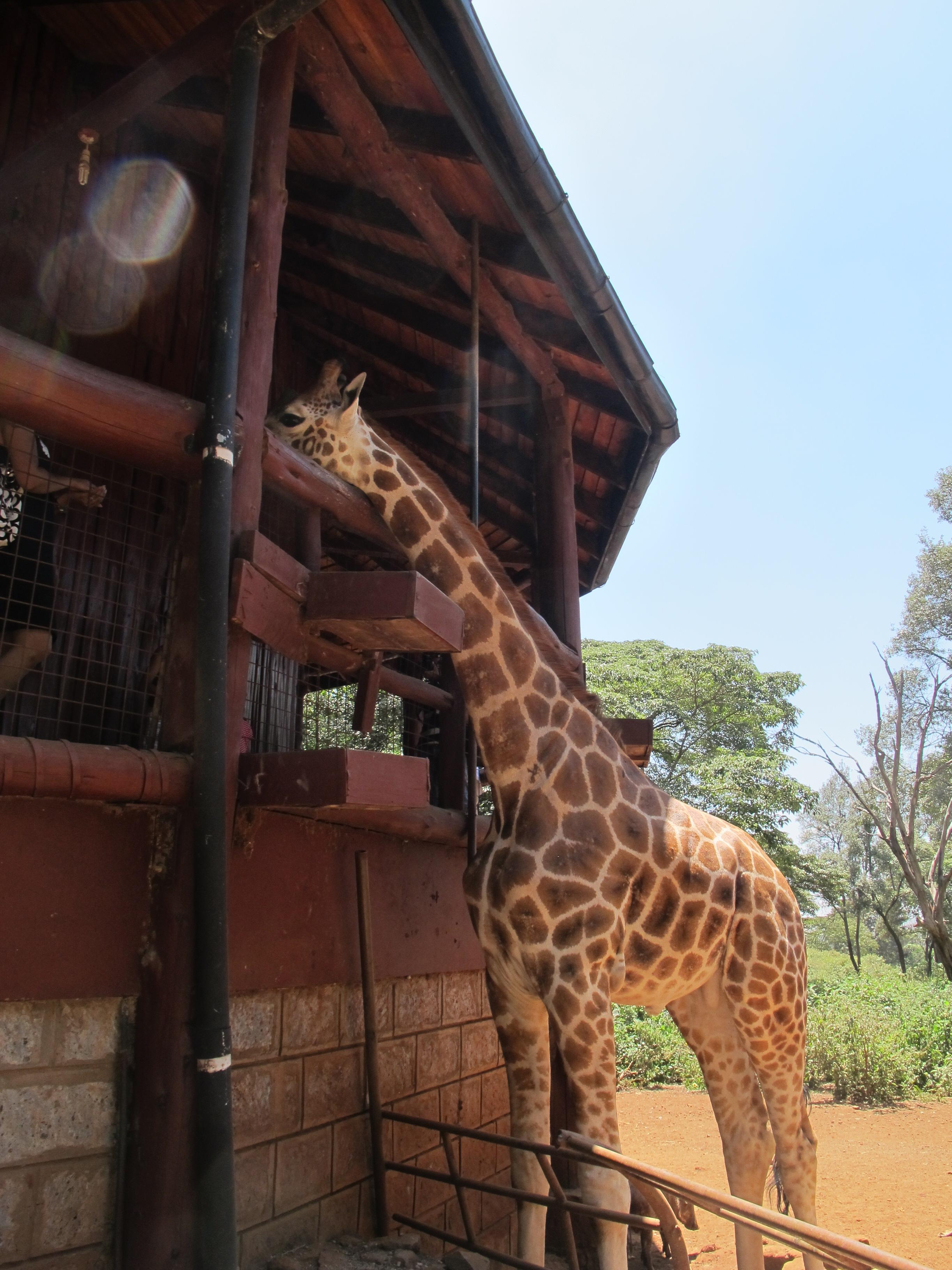 到非洲旅行带 8 岁小朋友同行有哪些需要注意的事项?