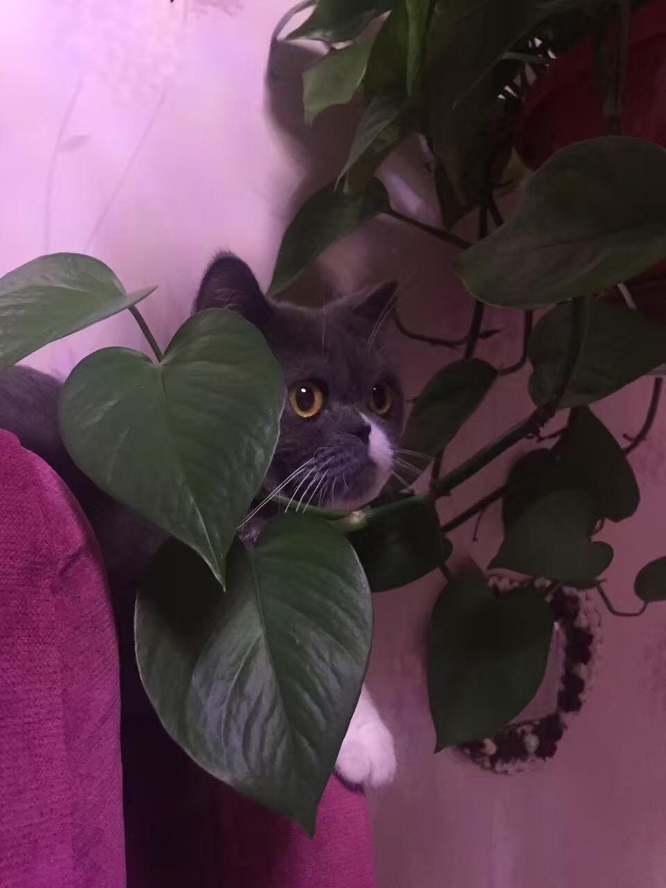 想问问猫咪酷爱吃绿萝偶尔也吃发财树和茉莉暂时没什么异样绿萝还能不