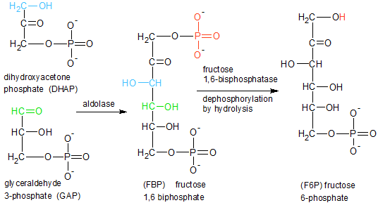在光合作用的稳定暗反应中c3化合物为什么是c5的两倍