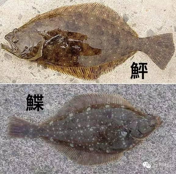 多宝鱼左口鱼和比目鱼指的物种有什么区别