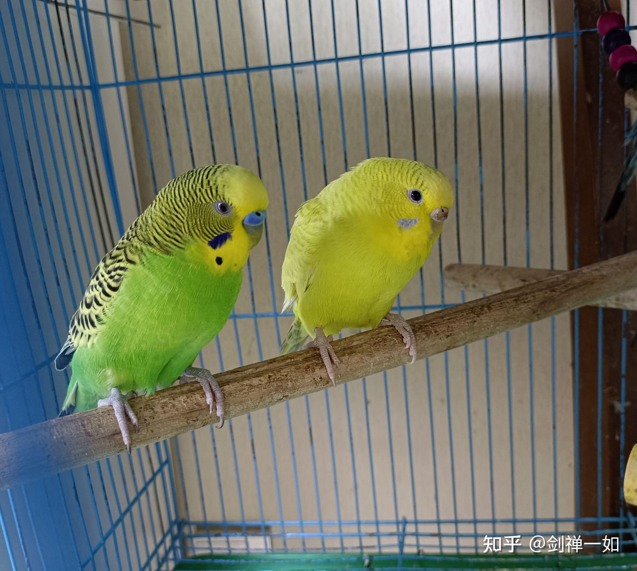 请问虎皮鹦鹉怎么养