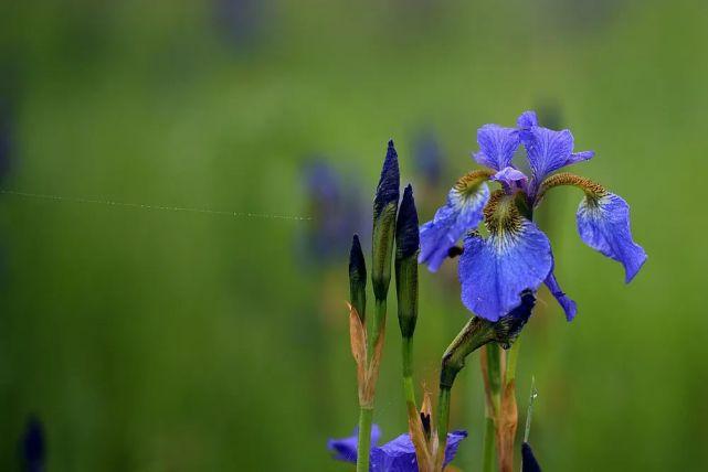 “马兰花马兰花,风吹雨打都不怕”,童谣马兰花究竟是什么花? - 知乎