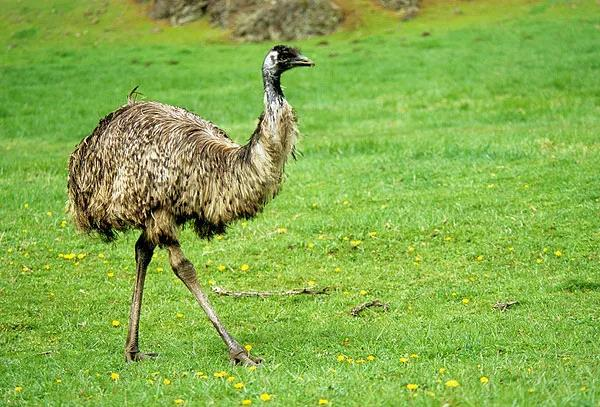 为你科普鸸鹋油的强大功效