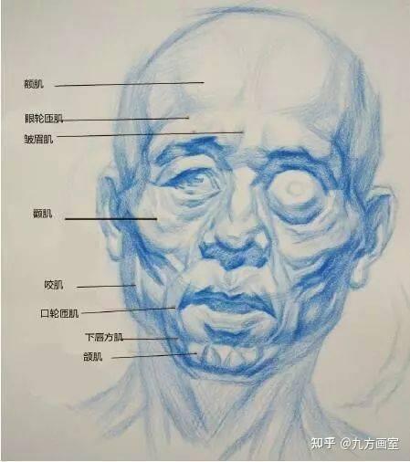 人物头部的骨骼的知识点 - 知乎