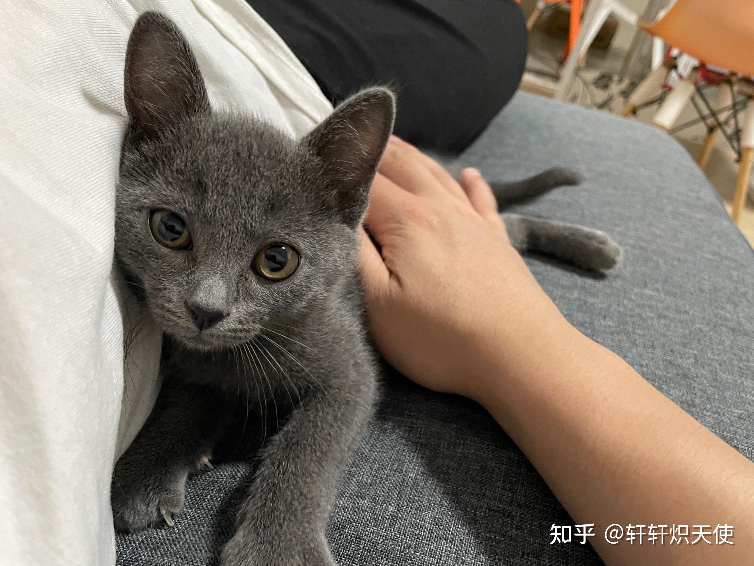 暹罗猫和蓝猫生的猫宝宝什么样?