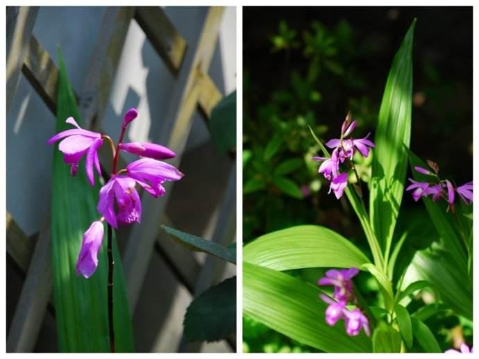 中草药白芨的种植要怎么施肥？ - 知乎