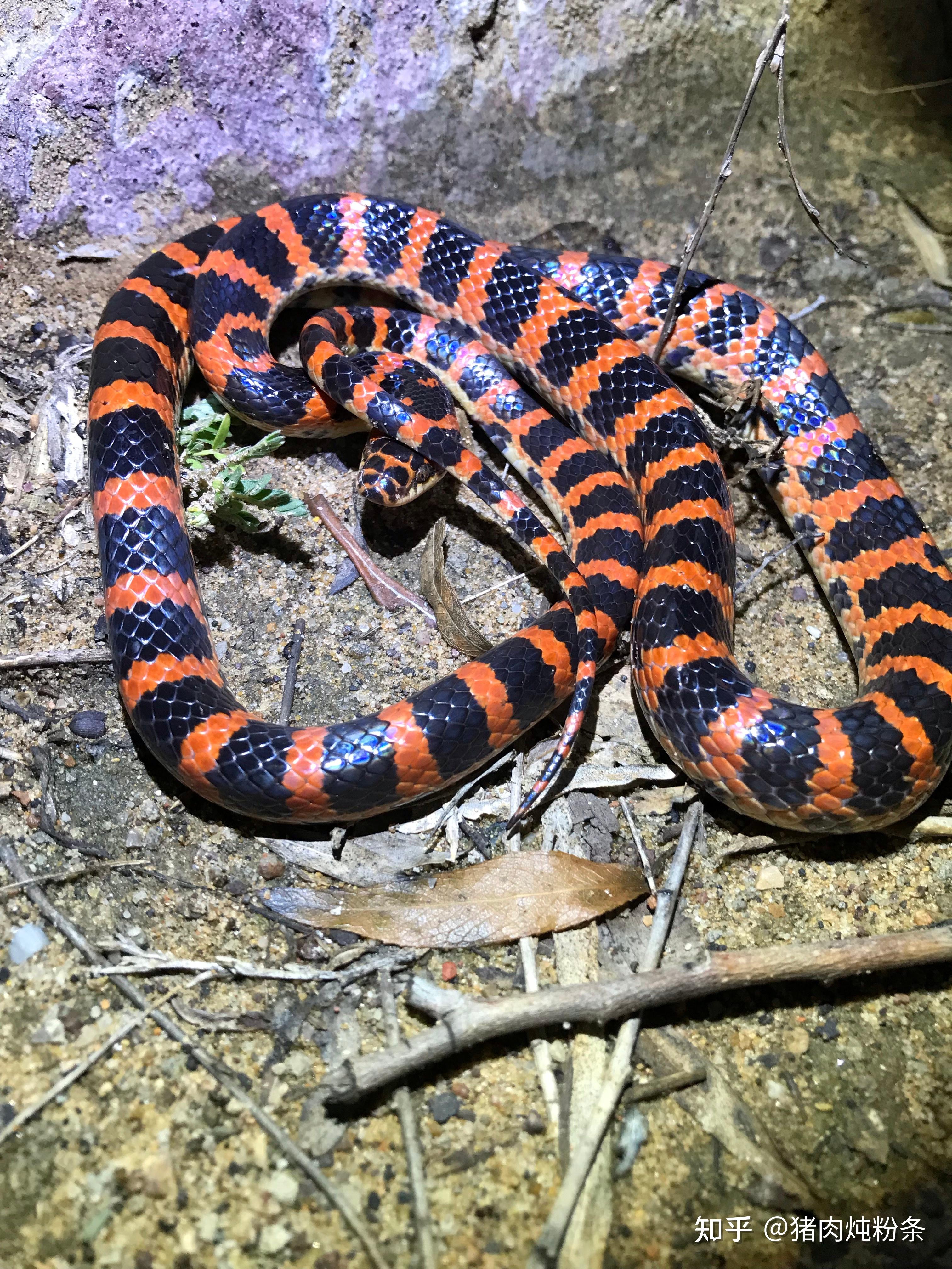 猫咪捉的,这是什么蛇? - 知乎