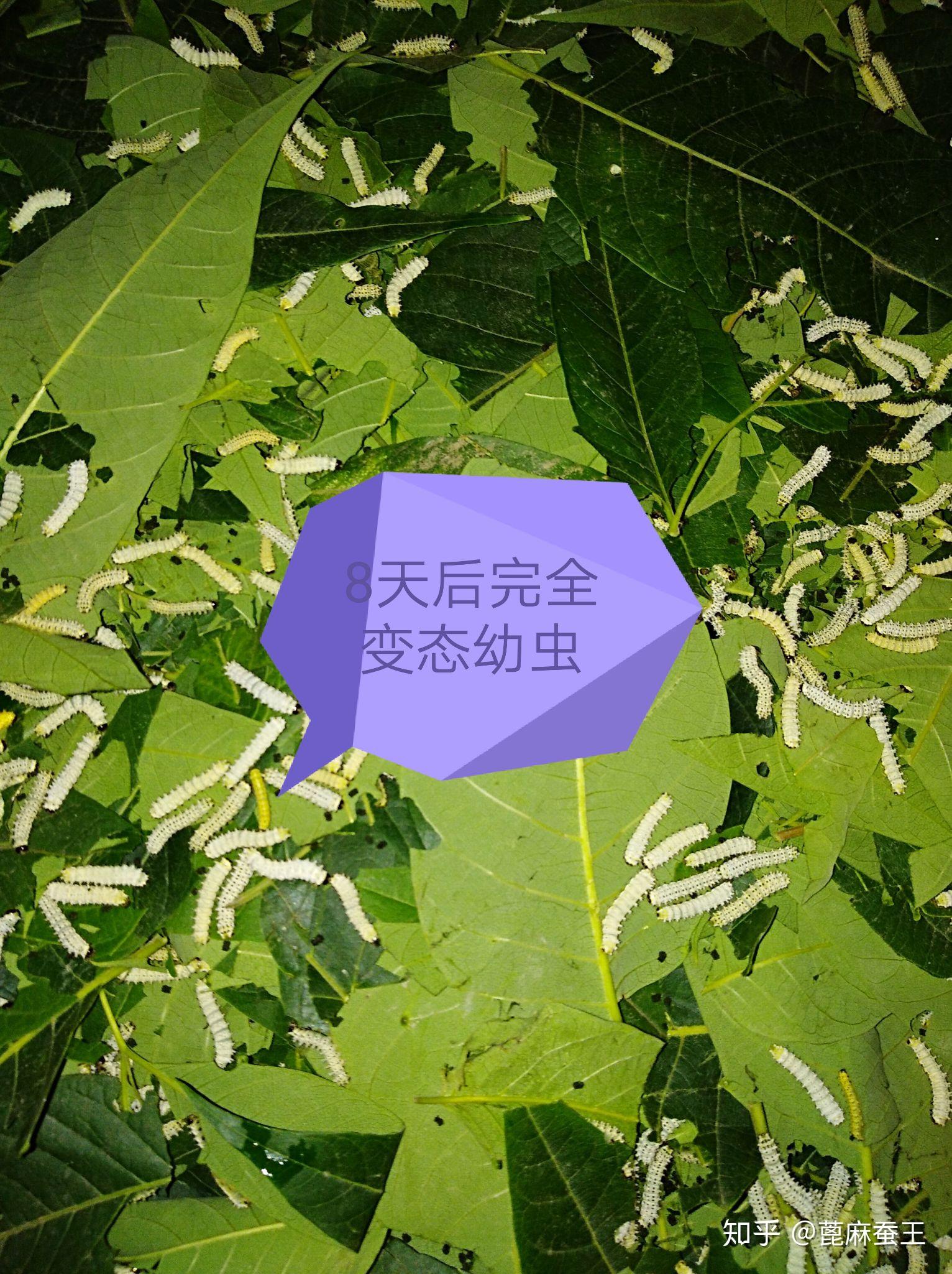 蓖麻蚕一生