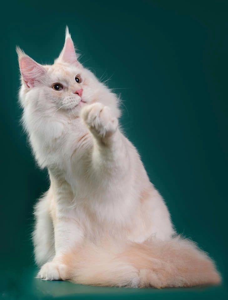 好看的凯米尔色缅因猫长啥样