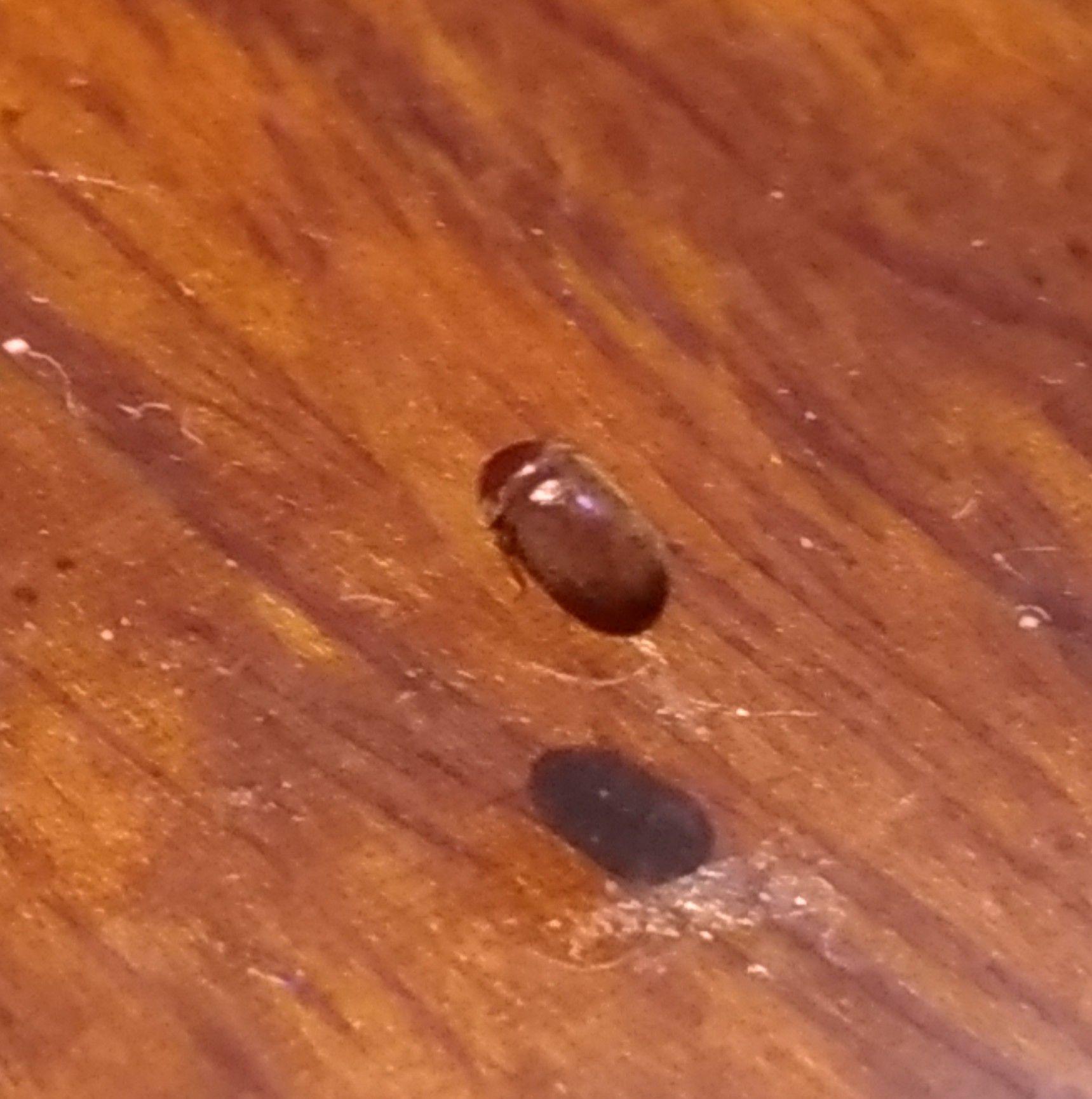 家里最近出现了很多芝麻粒大小棕褐色的小甲虫谁知道这是什么虫子啊