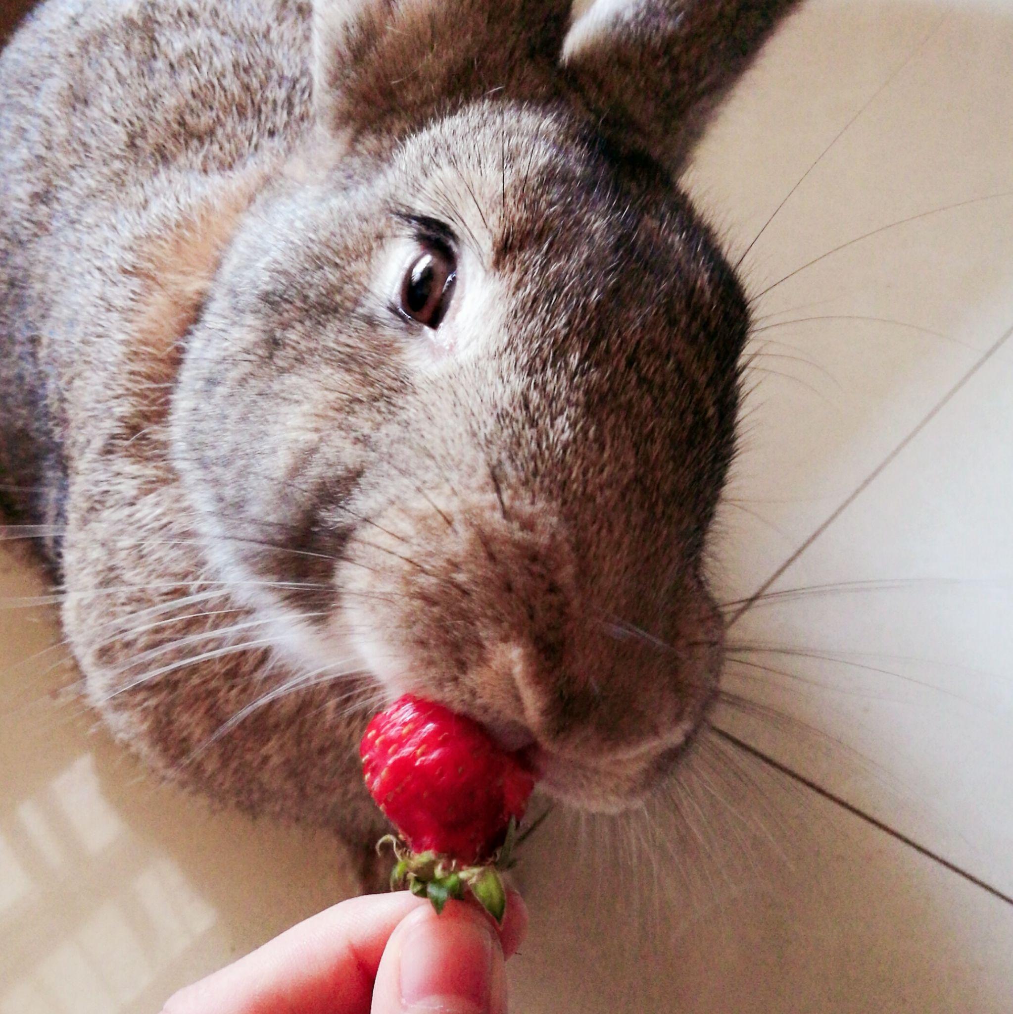 肉兔长大后真的很丑吗? - 知乎