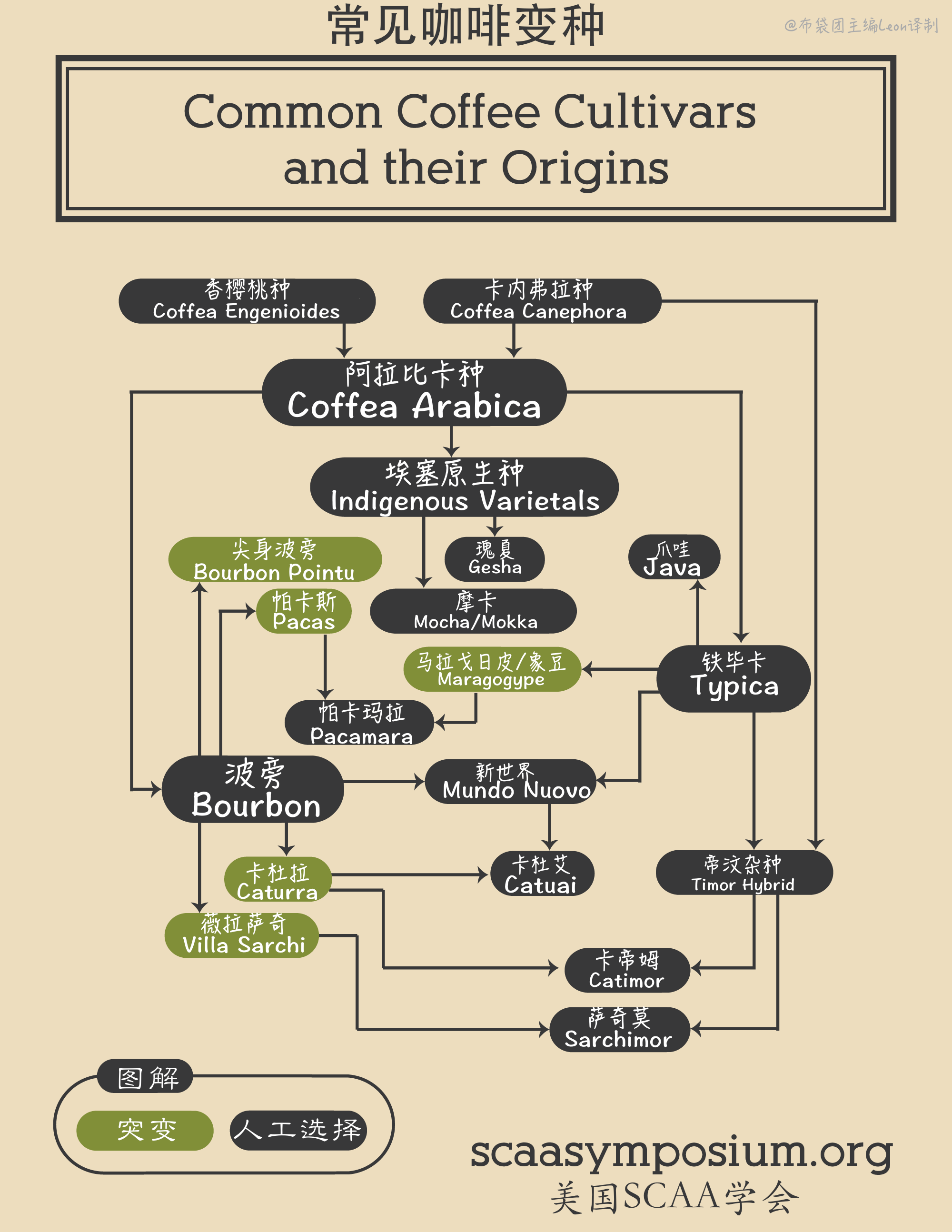 arabica什么咖啡好喝