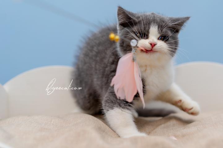 我开猫的这三年是怎么过的 - 知乎