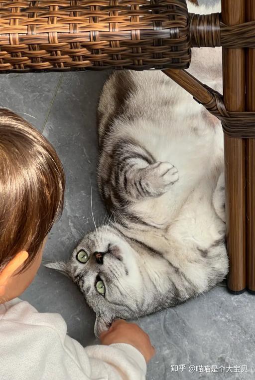 长期养猫的人,身体都怎么样了?结果很意外! - 知乎