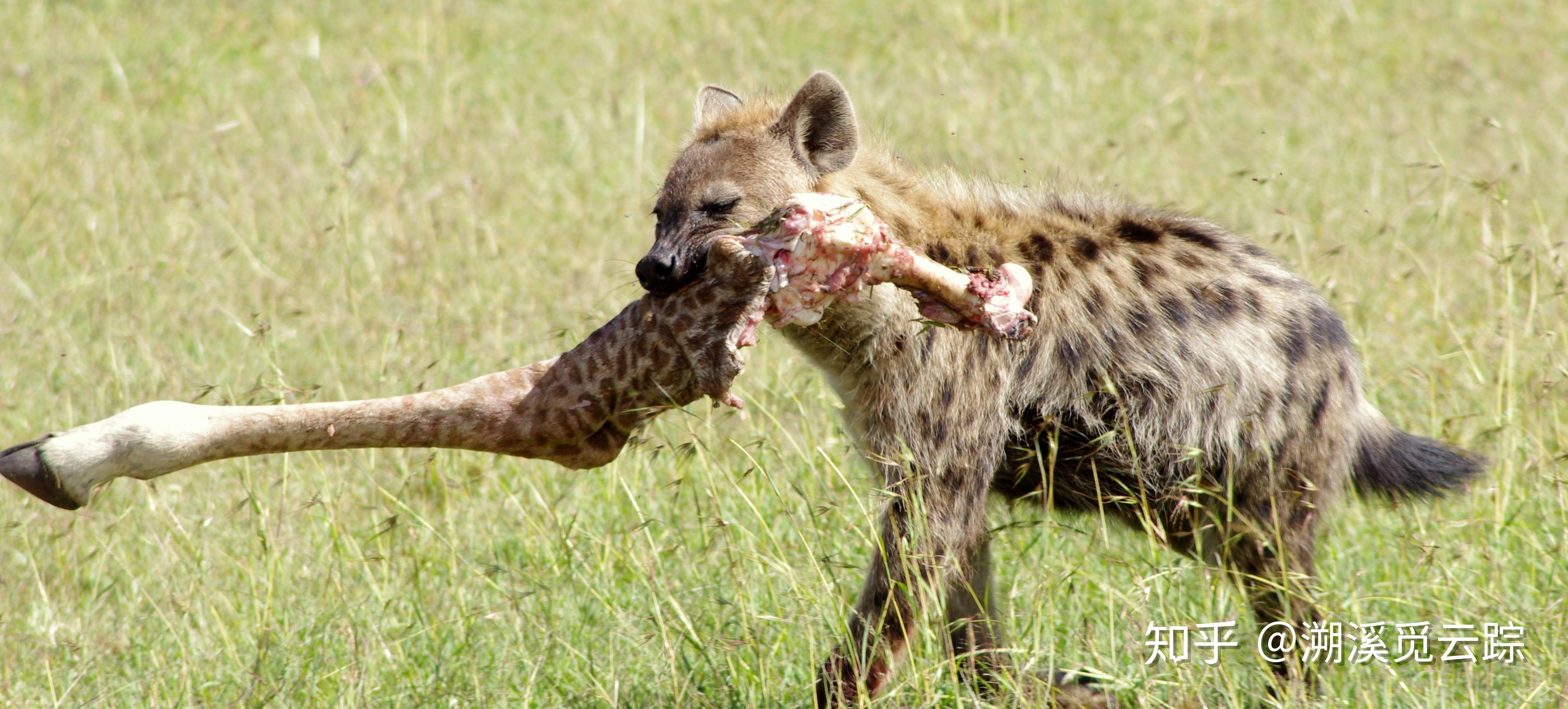 「斑鬣狗」是一种什么样的动物,为何其不是犬科动物? - 知乎