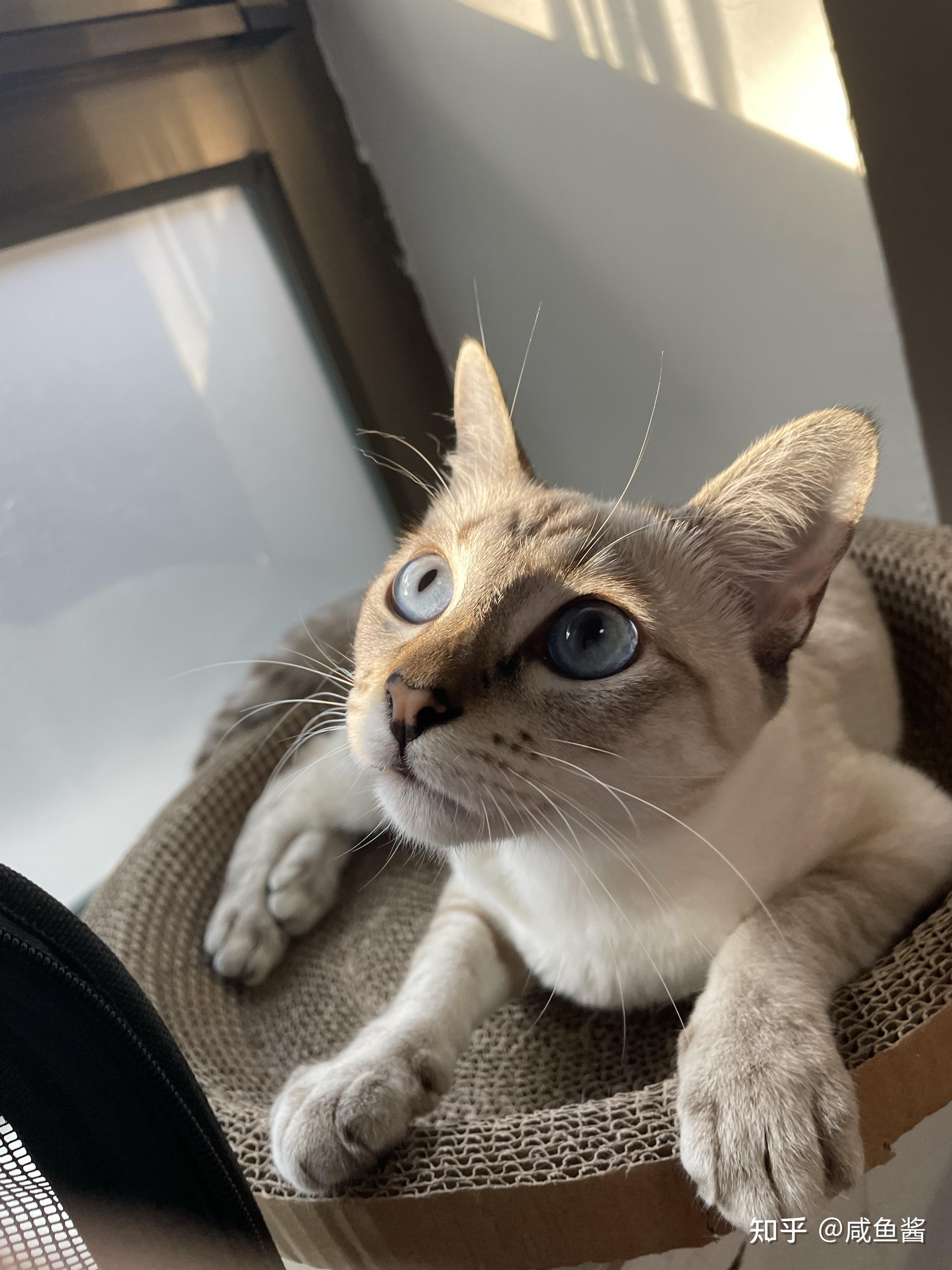 你们的虎斑暹罗猫长大了什么样子? - 知乎