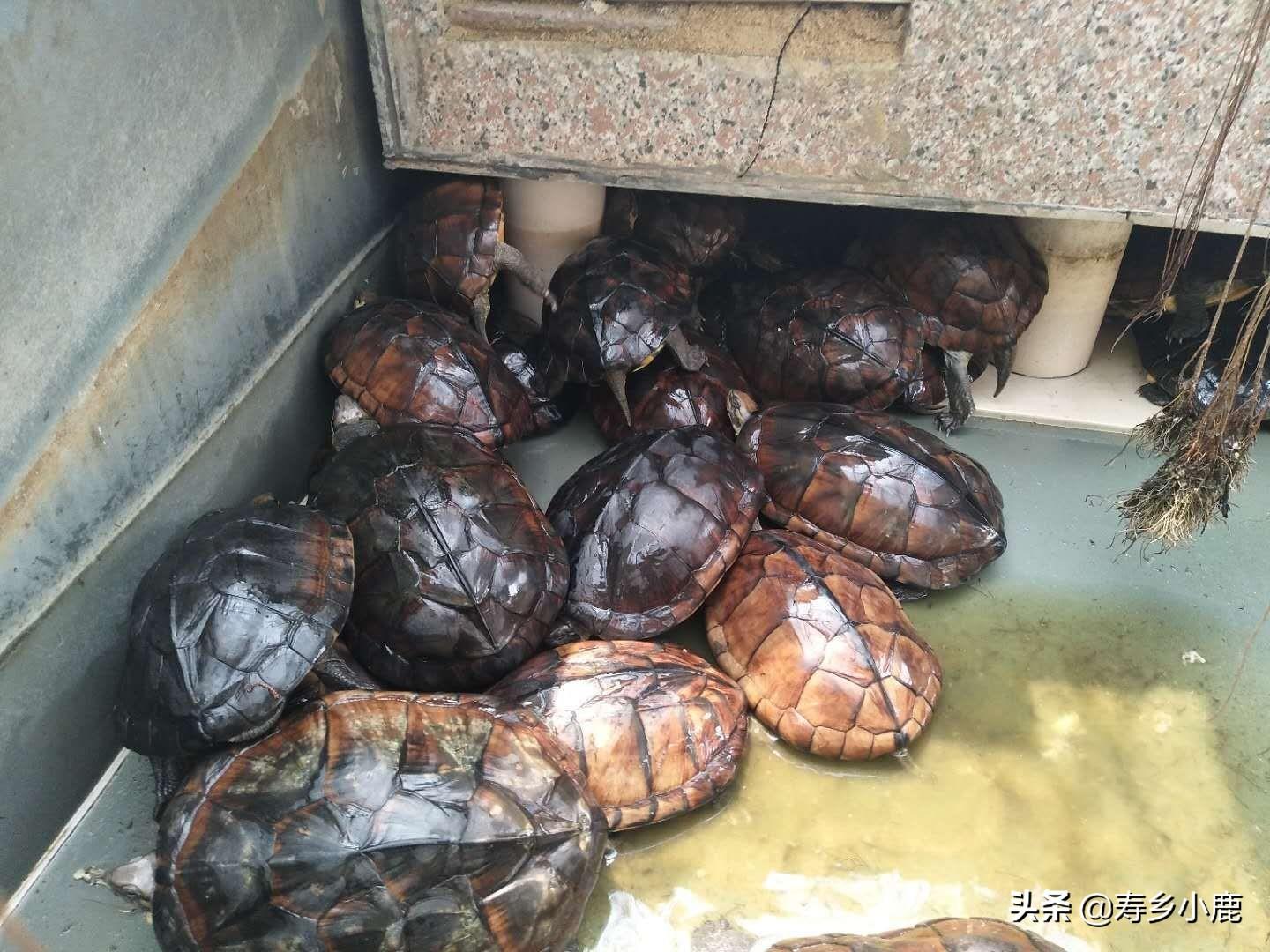 在家养石金钱龟犯法吗(石金钱龟能否再度重回巅峰时期)插图