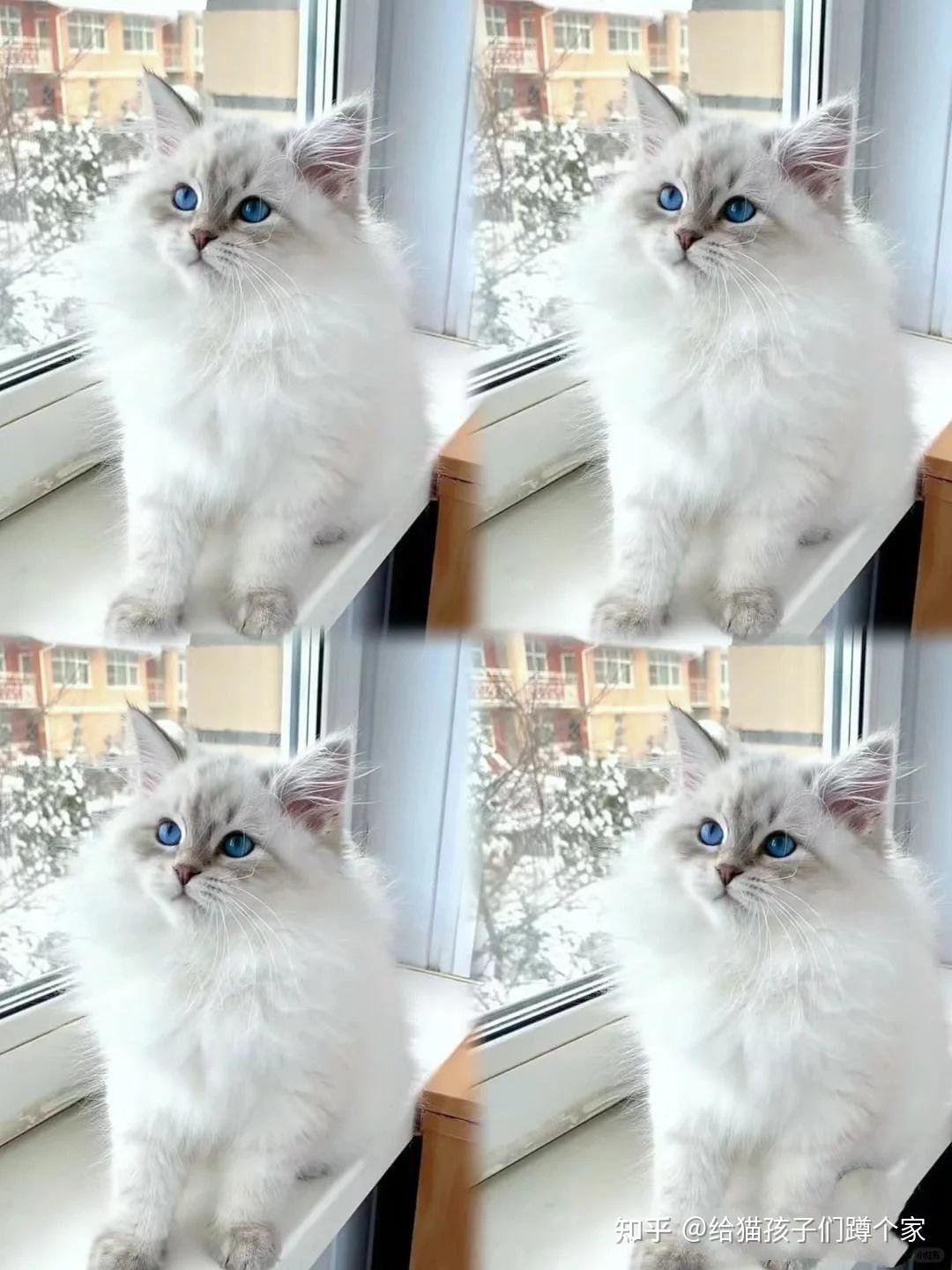 西伯利亚森林猫作为俄罗斯常见品种为何国内这么贵