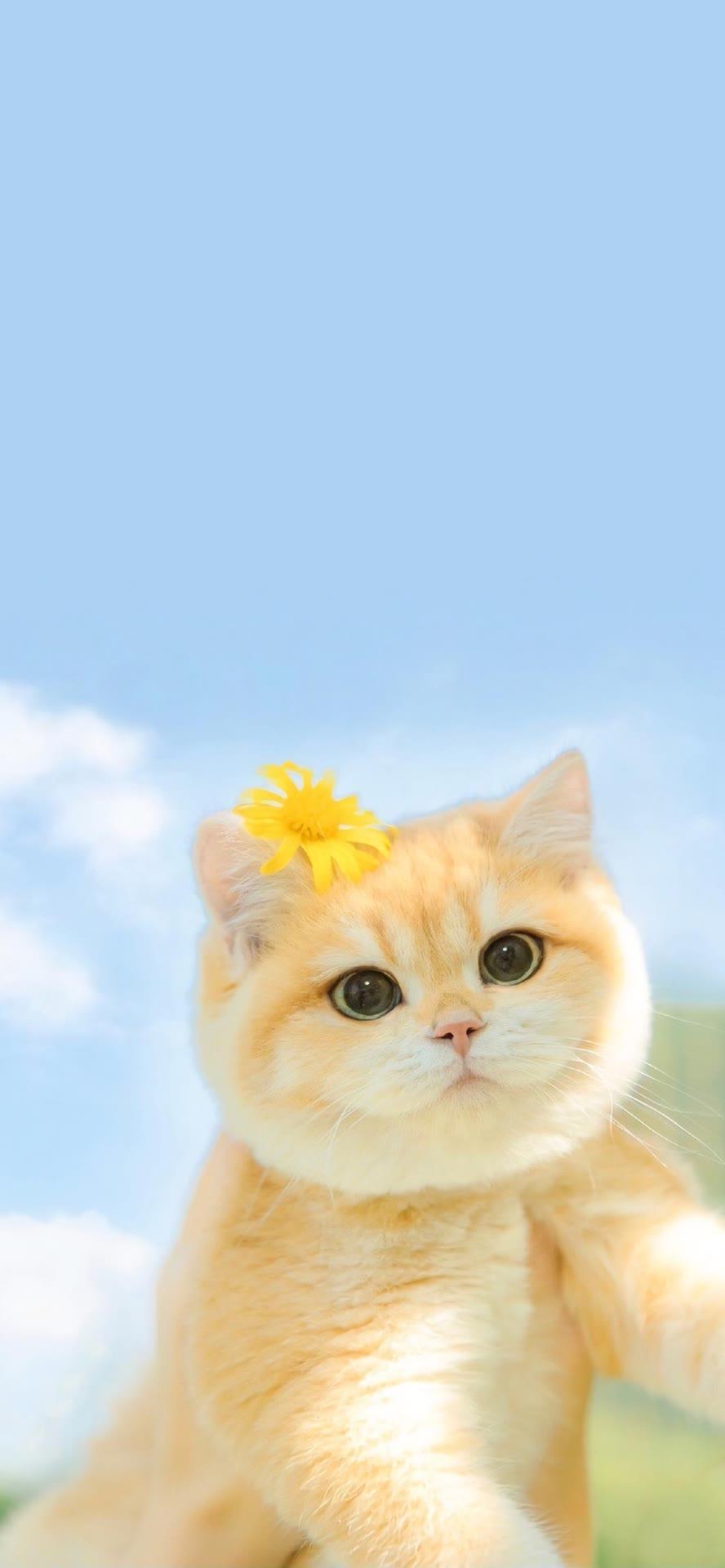 有没有好看的猫咪壁纸或头像
