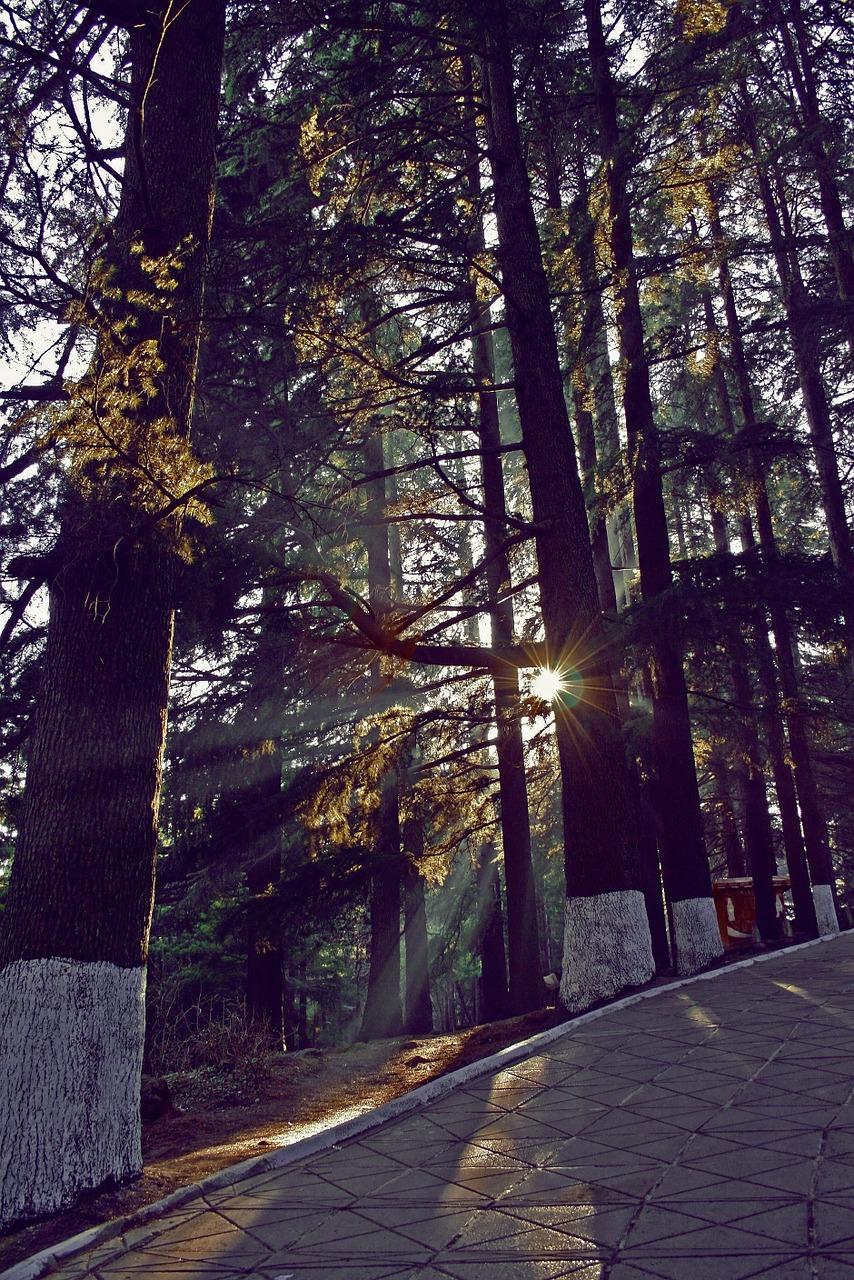 绿化需要做什么