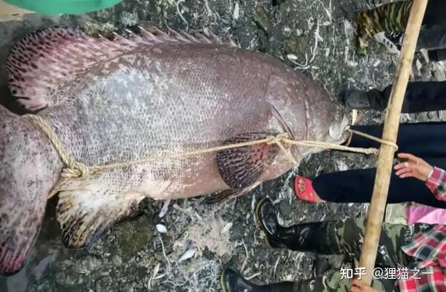 百年石斑王?渔民捕获巨型龙趸鱼,差点被拖下水!网友:5万起! - 知乎