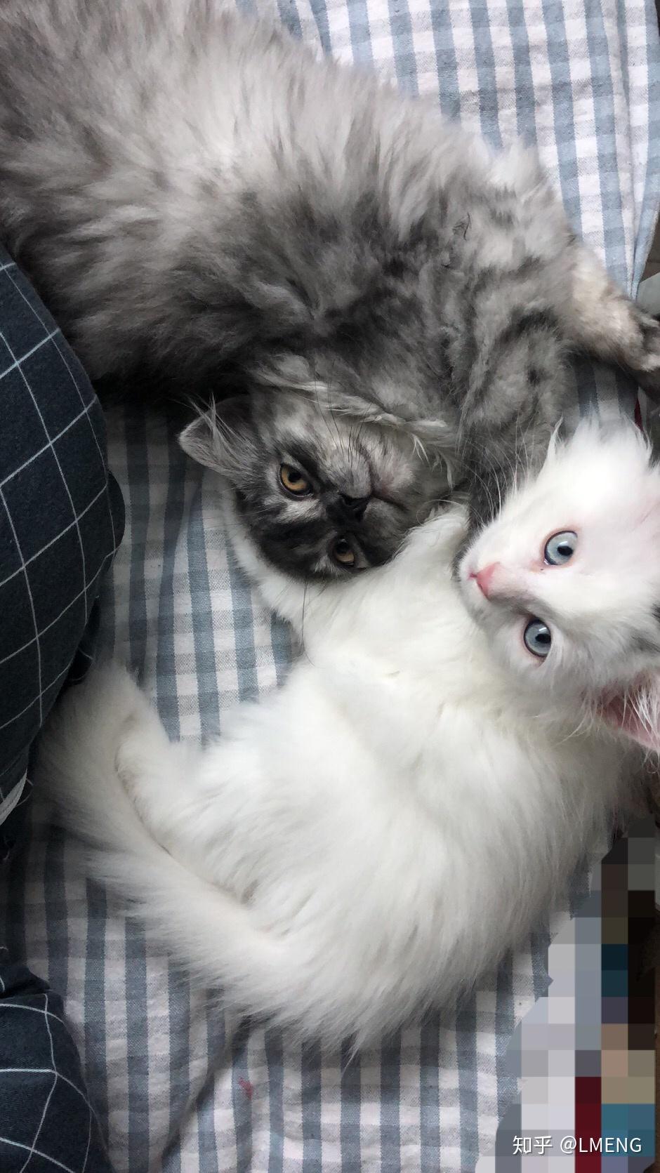 英短和土猫串串的宝宝长大了是什么样