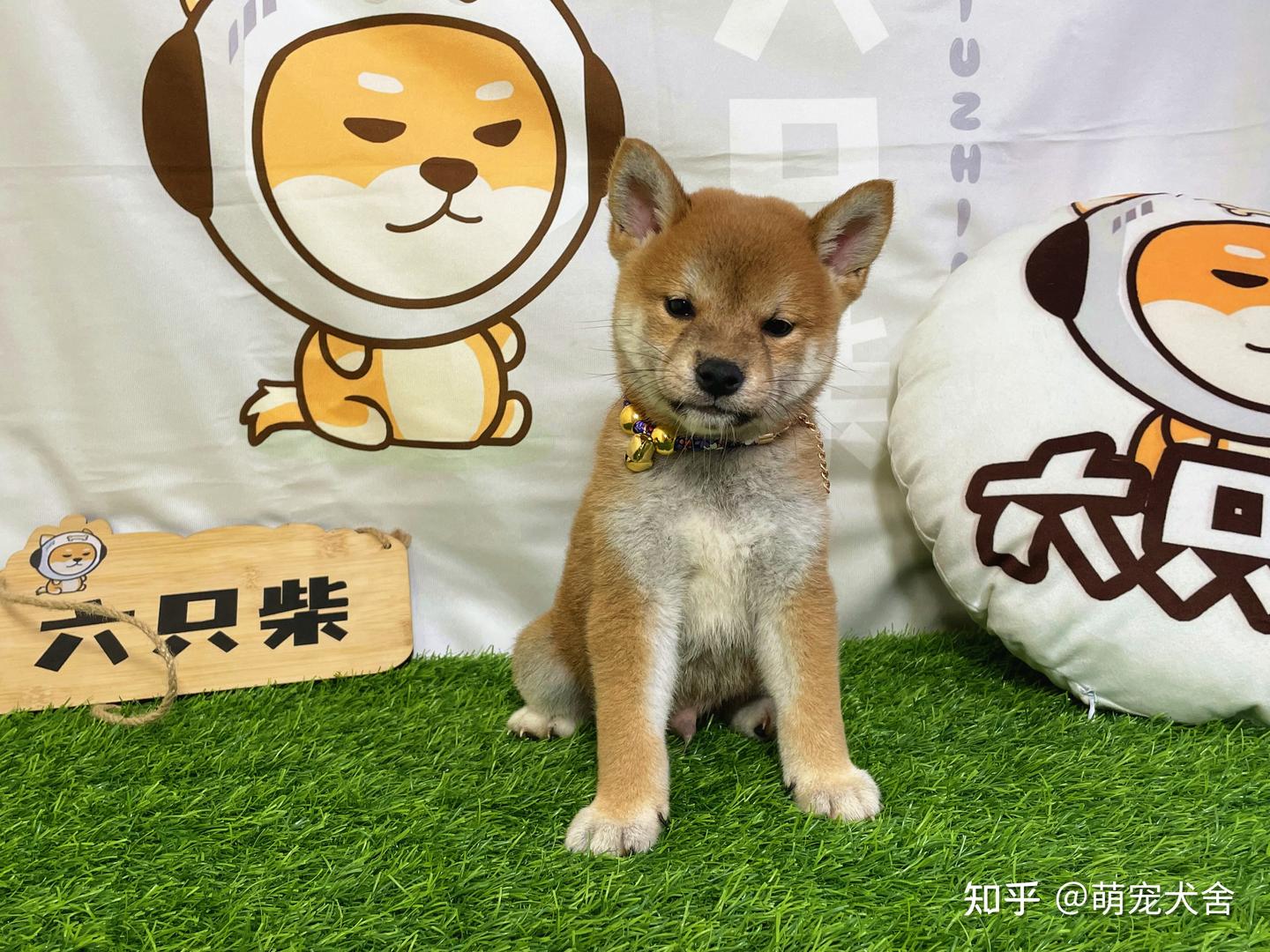 豆柴犬是什么品种？一只纯种豆柴犬幼犬价格在多少？ - 知乎