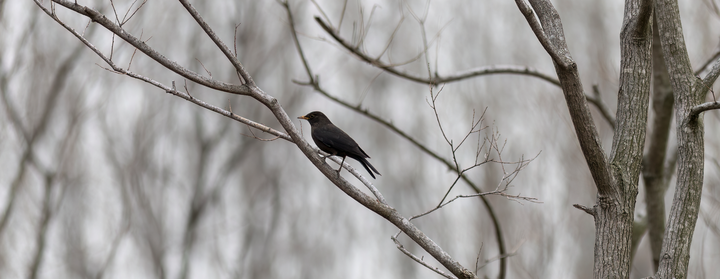 佳能EF 300mm f/4L IS USM - 知乎