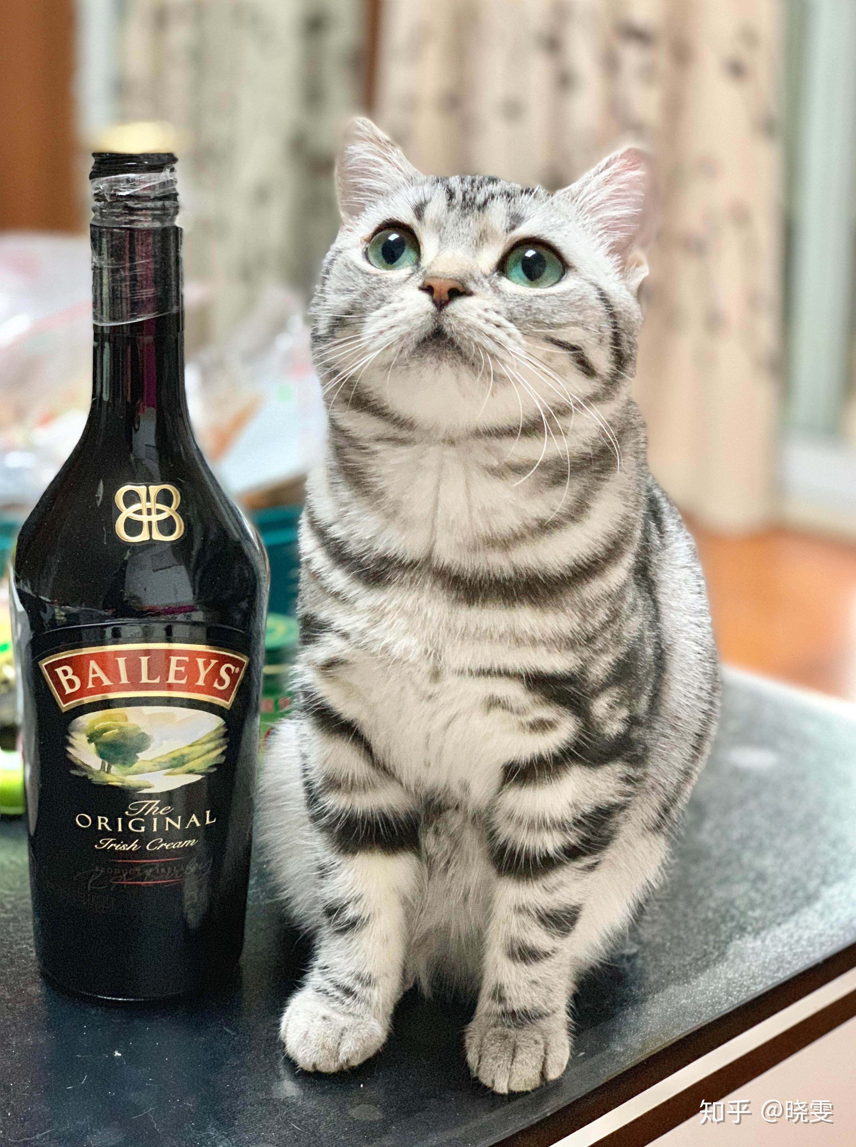 在买猫的时候如何选择美短幼喵呀?