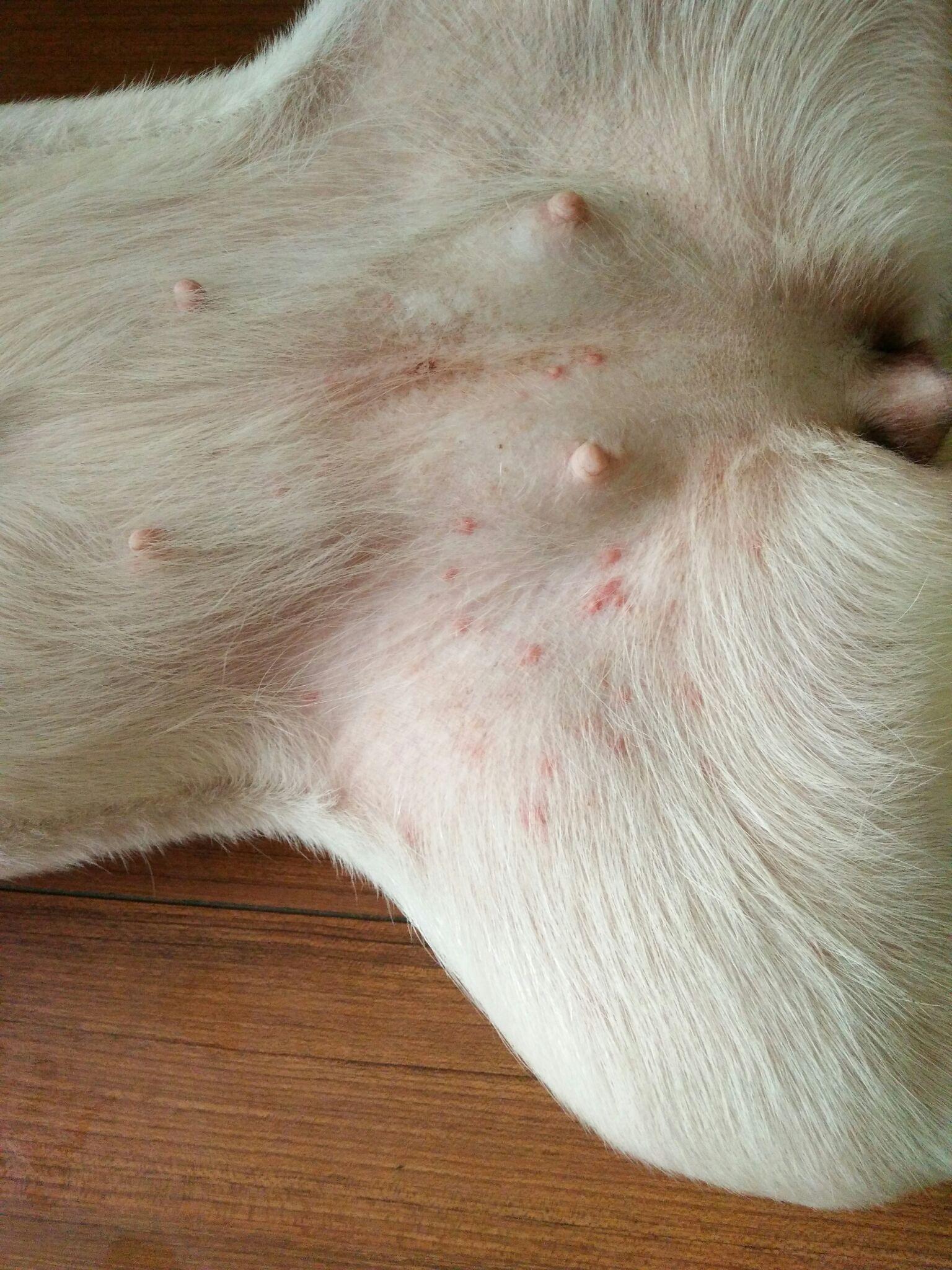 狗狗身上全是红斑是螨虫吗