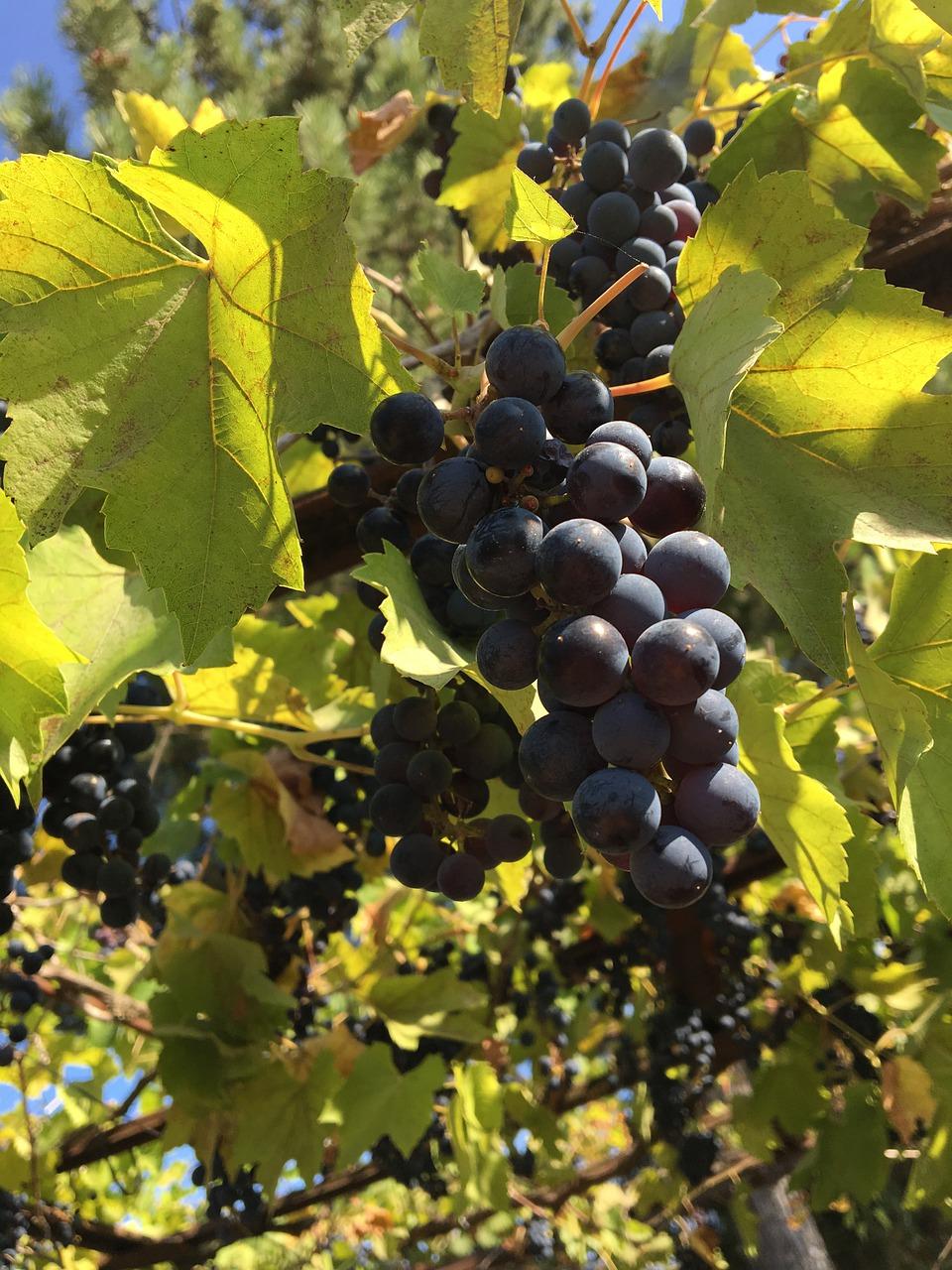 3. 栾树籽批发价格