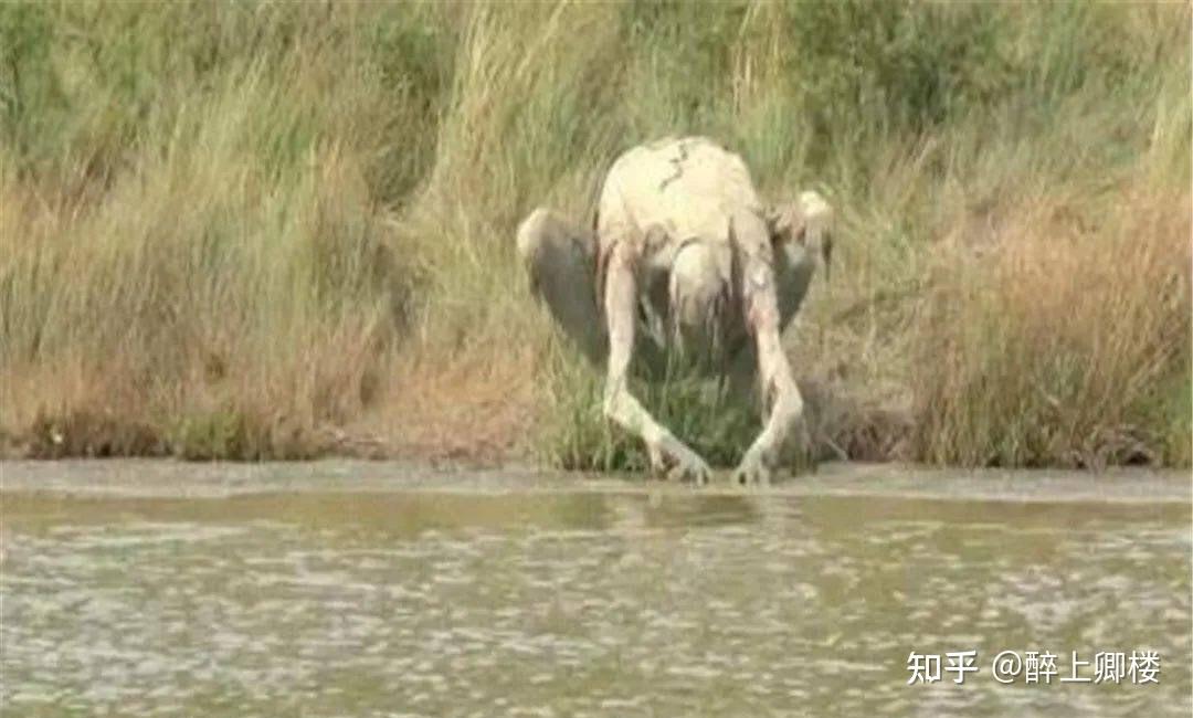 古代恐怖传说中的“水鬼”到底是什么 - 知乎