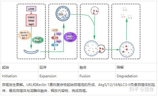 细胞自噬的分类，及关键过程 - 知乎