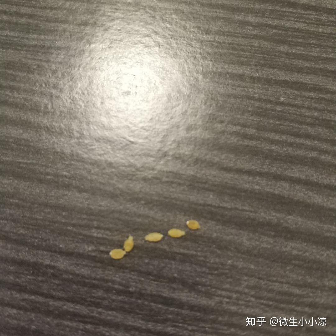 猫绦虫节片是什么颜色的