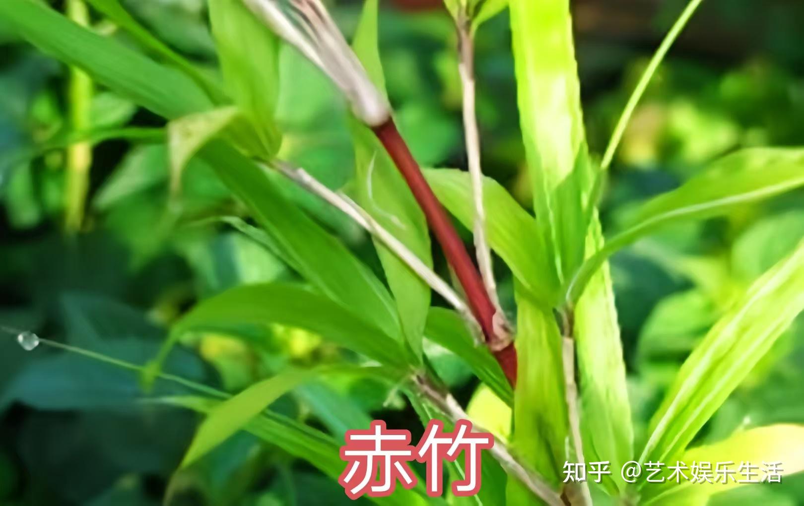 禾本科竹亚科的37种代表植物 - 知乎