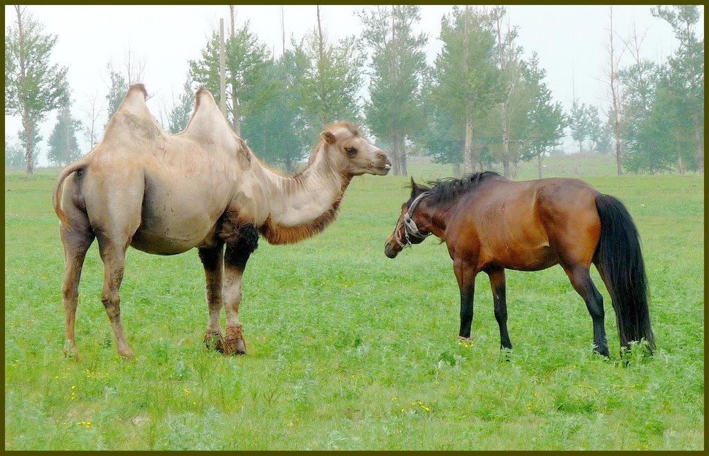 是不是瘦死的骆驼比马大?为什么大家都这么说? - 知乎