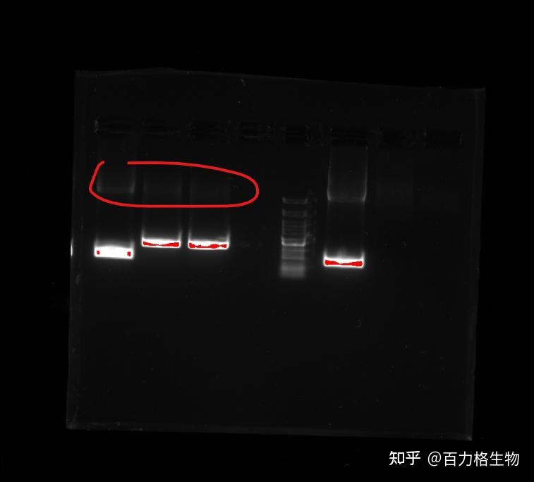 这个DNA胶图该如何分析?marker条带模糊不清可能是什么原因呢? - 知乎
