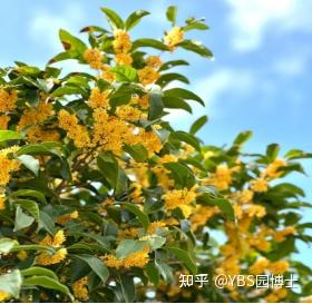 南方庭院适合种什么树? - 知乎