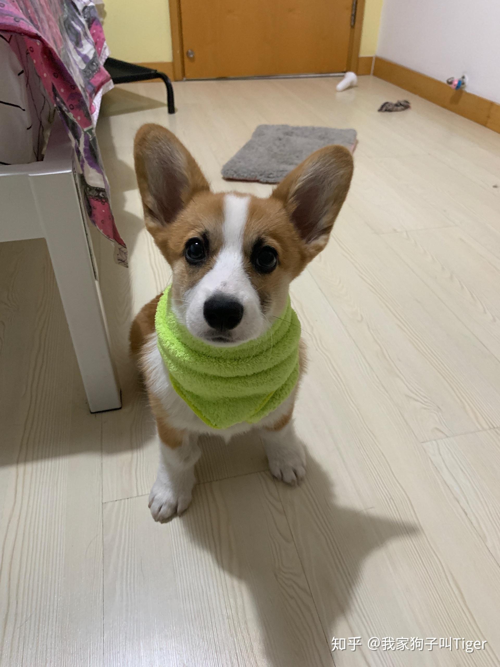 准备养一只柯基需要提前准备什么必需品狗粮吃什么牌子的比较好