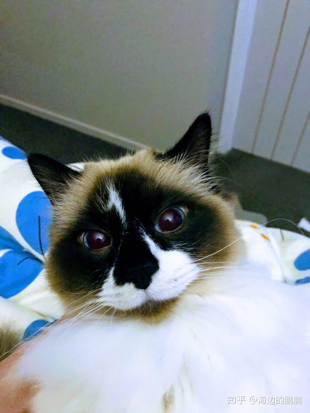 布偶猫能丑到什么程度