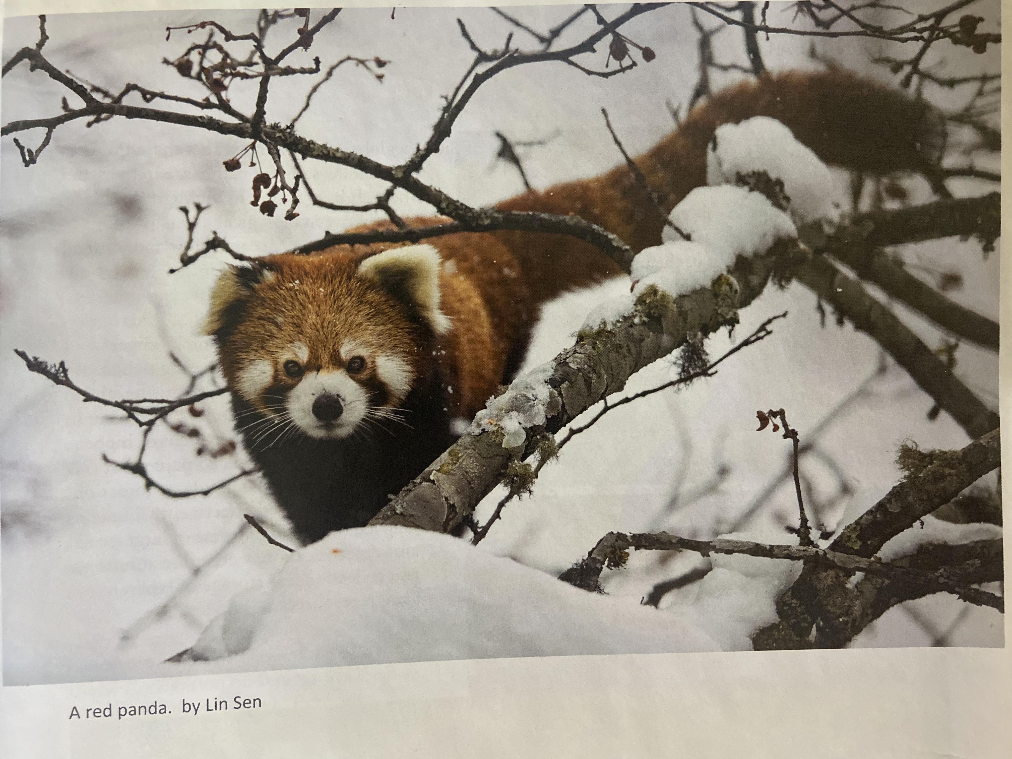 生物生态大自然大象