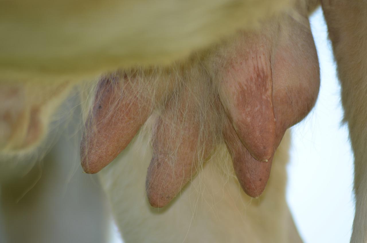 如何养殖金丝楠