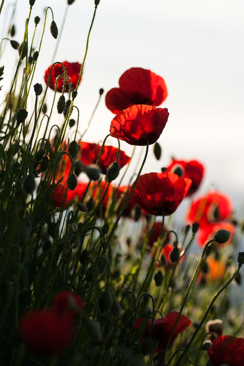 4. 多肉植物搭配