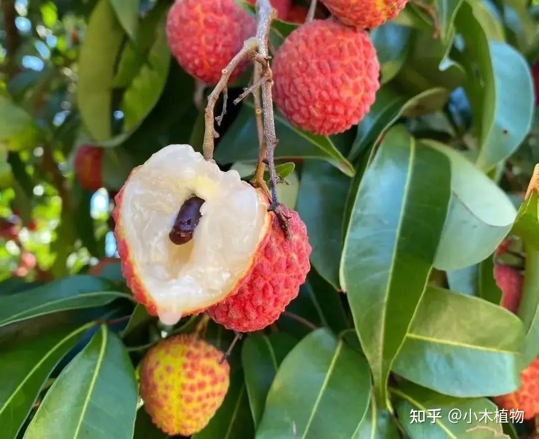 荔枝品种大全：从“妃子笑”到“荔枝王”，谁是你的最爱？ - 知乎